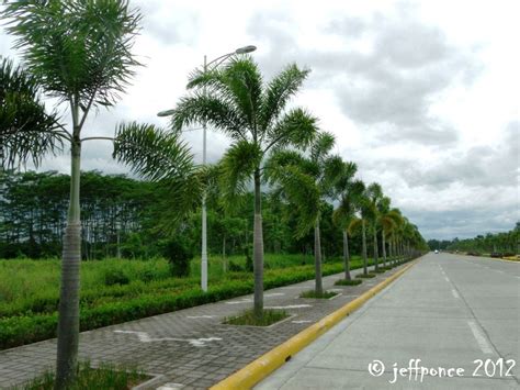 tagum city palm trees|Tagum to replant palm trees .